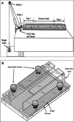 Muscle Hypertrophy in a Newly Developed Resistance Exercise Model for Rats